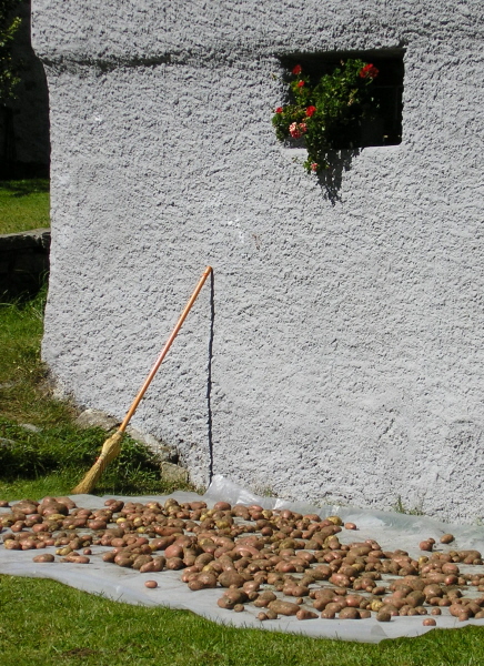 Kartoffeln trocknen