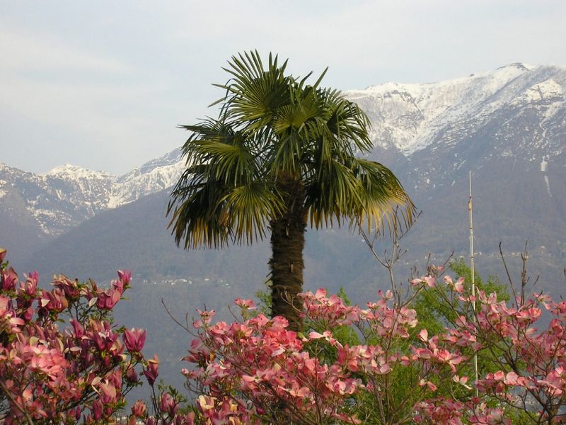 ascona_ausblick