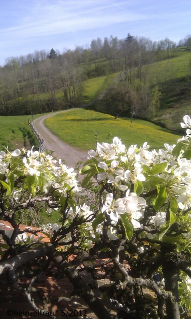 Frühling auf dem Walchwilerberg