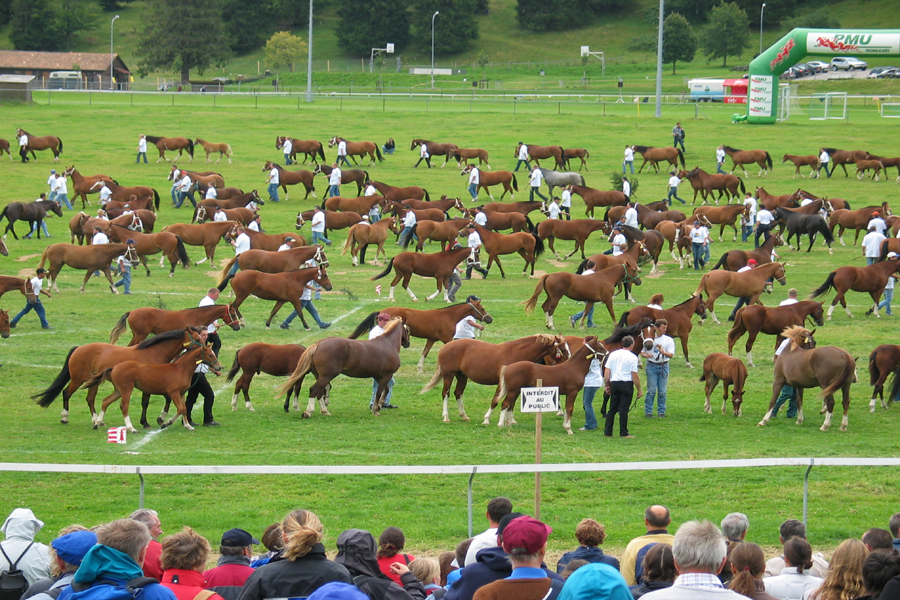 Marcheconcours